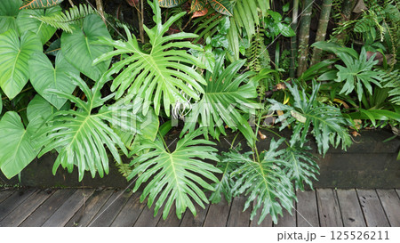 Philodendron bipinnatifidum at green garden Philodendron bipinnatifidum at green garden 125526211