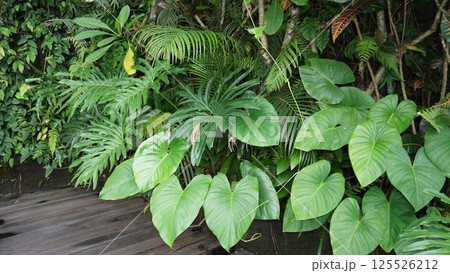 Homalomena plant with heart shaped leaves 125526212