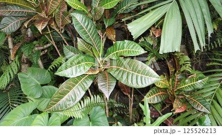 Codium variegated at green garden Codium variegated at green garden 125526213