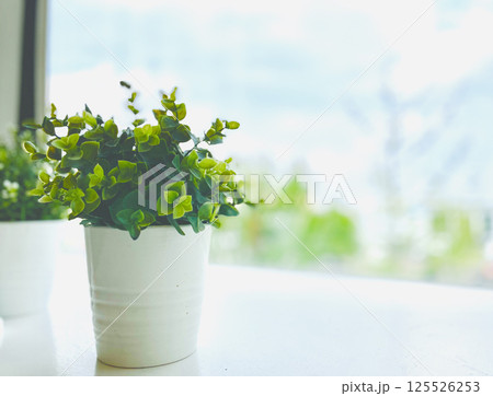 窓辺に置かれた観葉植物 125526253