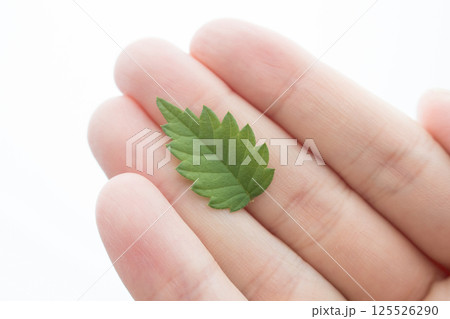 小さな木の葉 小さな木の葉 125526290