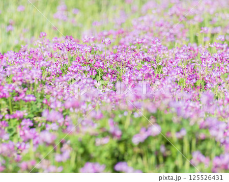 春の風景　蓮華草のピンク色の花07 125526431