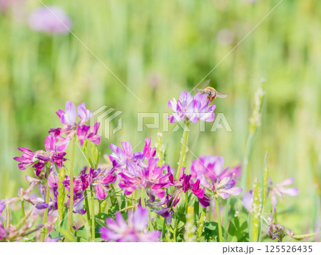 春の風景 蓮華草のピンク色の花11 春の風景 蓮華草のピンク色の花11 125526435