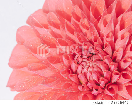 水滴がついた赤色のダリアの花のアップ33 水滴がついた赤色のダリアの花のアップ33 125526447