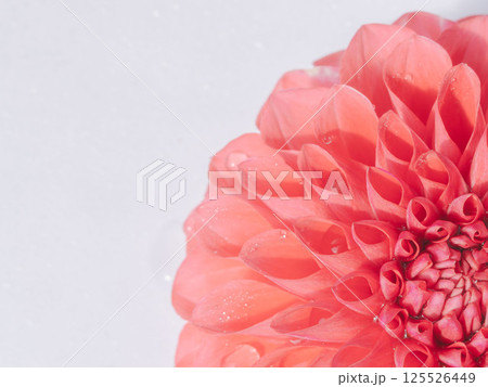 水滴がついた赤色のダリアの花のアップ35 水滴がついた赤色のダリアの花のアップ35 125526449