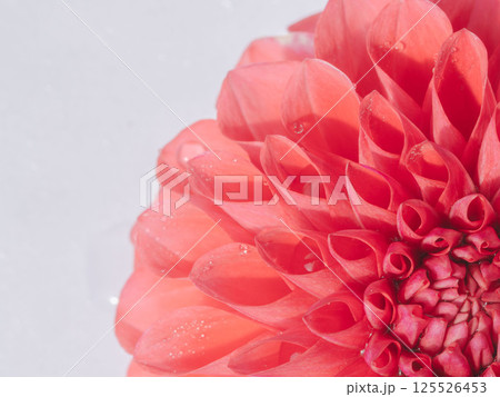 水滴がついた赤色のダリアの花のアップ39 125526453