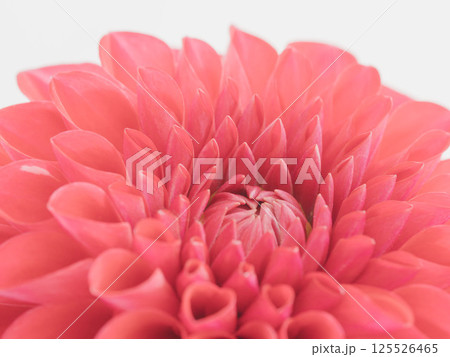赤色のダリアの花のアップ03 赤色のダリアの花のアップ03 125526465