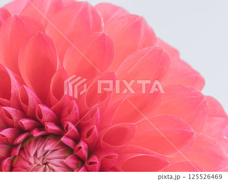 赤色のダリアの花のアップ07 125526469