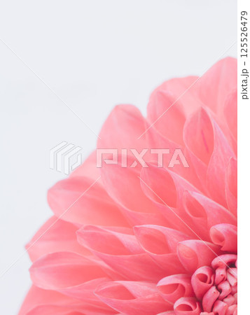 赤色のダリアの花のアップ17 赤色のダリアの花のアップ17 125526479
