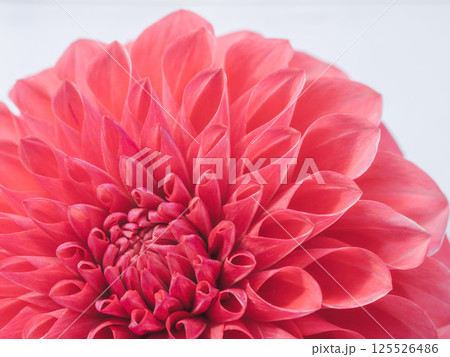 赤色のダリアの花のアップ24 赤色のダリアの花のアップ24 125526486