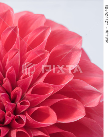 赤色のダリアの花のアップ26 赤色のダリアの花のアップ26 125526488