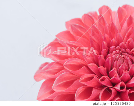 赤色のダリアの花のアップ27 125526489