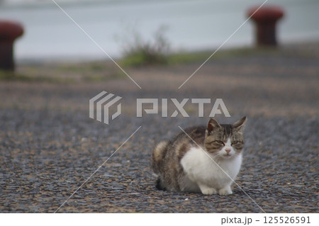 加唐島のネコ 125526591