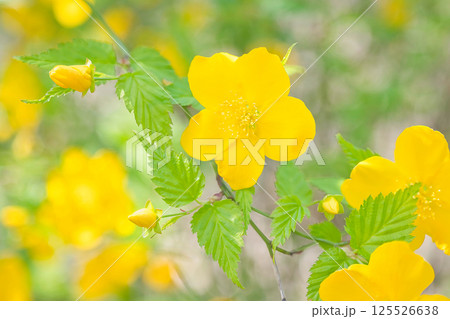 春の美しい黄色の花 125526638