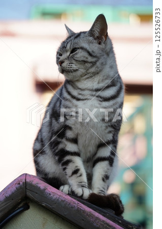 Gray black striped cat on roof Gray black striped cat on roof 125526733