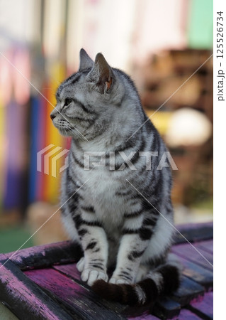 Gray black striped cat on roof 125526734