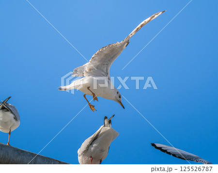 空を飛ぶユリカモメ 125526787