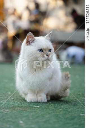 Cat sitting quietly on lawn 125526811