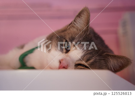 Close up of sleeping cat's face Close up of sleeping cat's face 125526813