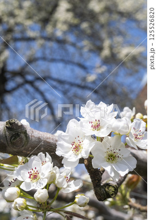 なしっこ館 に咲く二十世紀梨の花 125526820