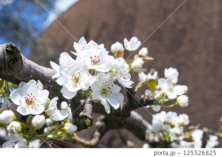 なしっこ館 に咲く二十世紀梨の花 125526825