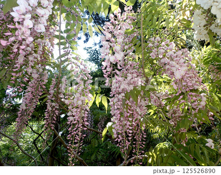 春日大社万葉植物園の藤 125526890