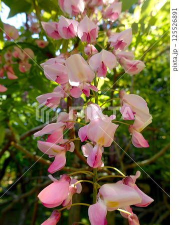 春日大社万葉植物園の藤 春日大社万葉植物園の藤 125526891