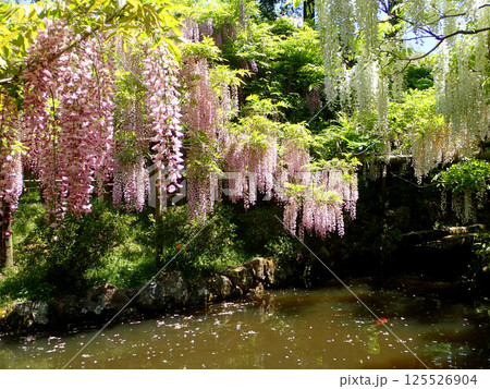春日大社万葉植物園の藤 125526904