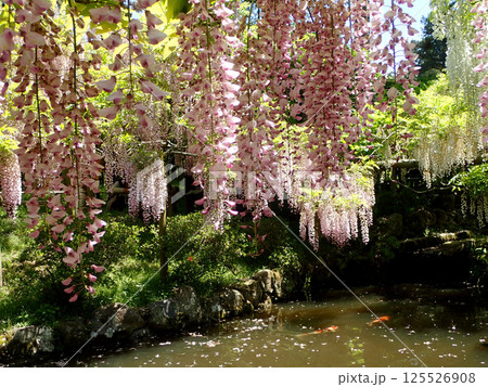春日大社万葉植物園の藤 春日大社万葉植物園の藤 125526908