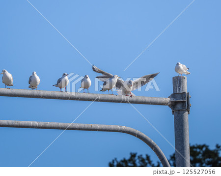 休憩するユリカモメの群れ 休憩するユリカモメの群れ 125527056