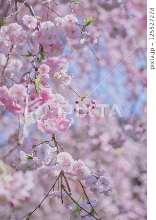 春の美しい枝垂れ桜 春の美しい枝垂れ桜 125527278