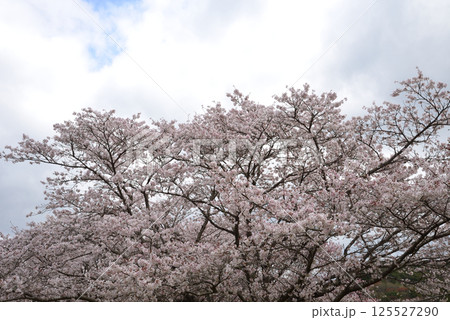 辰ノ口親水公園　2025 -4-12　＃45 125527290