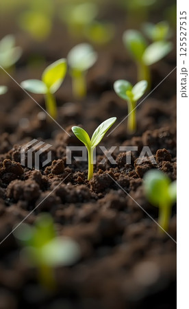 Tiny Seedlings Emerging from Soil 125527515
