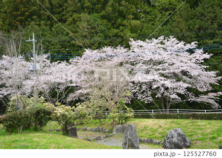 辰ノ口親水公園 2025-4-12 #51 辰ノ口親水公園 2025-4-12 #51 125527760