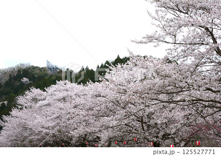 辰ノ口親水公園　2025-4-12　＃58 125527771