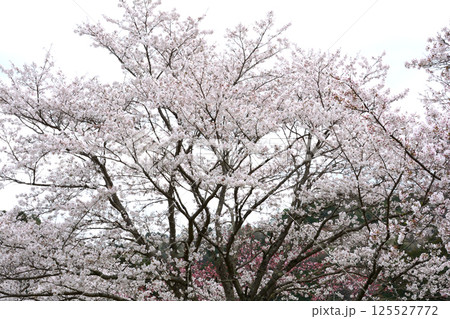 辰ノ口親水公園　2025-4-12　＃59 125527772