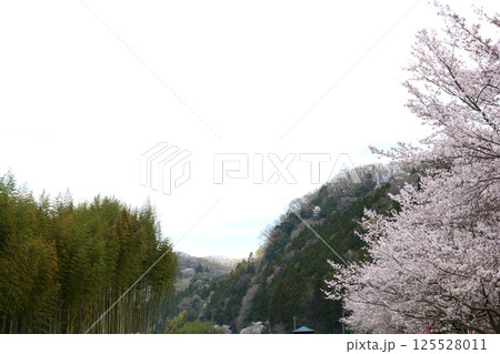 辰ノ口親水公園　2025-4-12　＃67 125528011