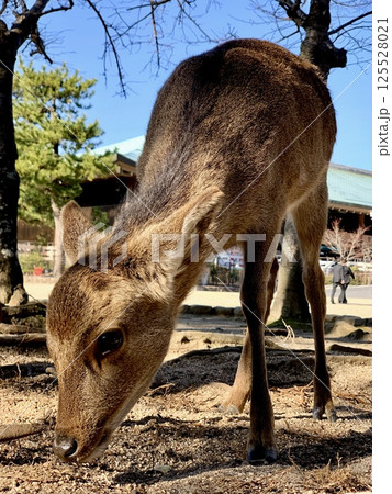 草を食べる鹿 草を食べる鹿 125528021