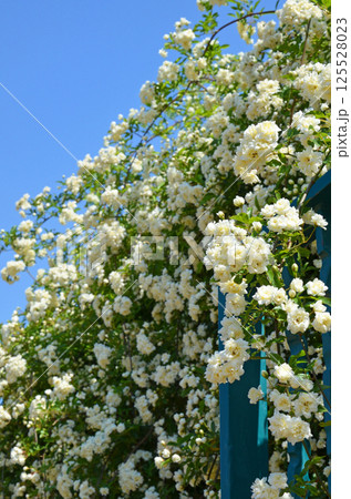 モッコウバラと青空 モッコウバラと青空 125528023