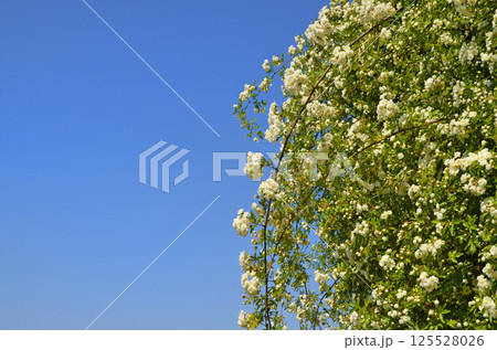 モッコウバラと青空 125528026