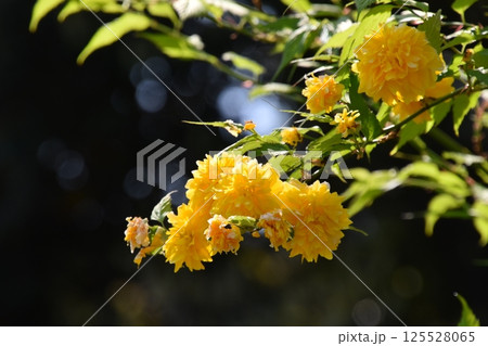 京都府立植物園 京都府立植物園 125528065