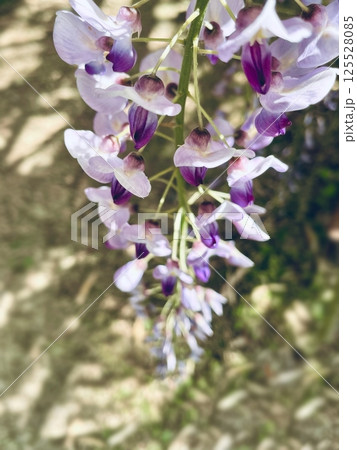 春の日差しに輝く紫藤の花 春の日差しに輝く紫藤の花 125528085