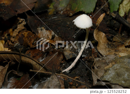 白雪をかぶったような小さいコナカラカサタケ属茸（自然環境下ストロボマクロ撮影） 125528252
