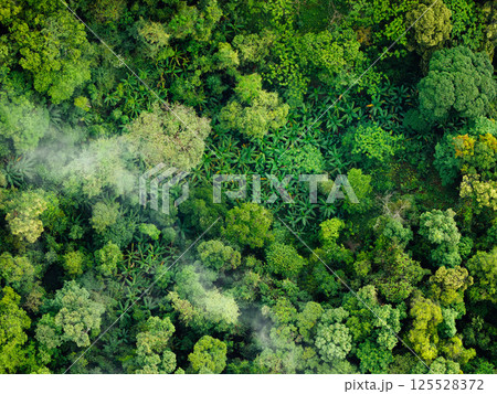 Aerial view Tropical rain forest with trees 125528372