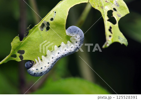 水色に黒点、アケビの新葉を食べるアケビコンボウハバチの幼虫(自然環境下ストロボ+マクロ接写) 水色に黒点、アケビの新葉を食べるアケビコンボウハバチの幼虫(自然環境下ストロボ+マクロ接写) 125528391