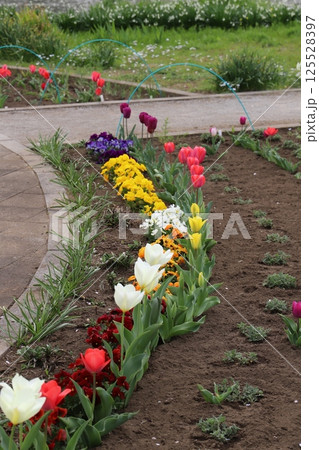 春の公園に咲くカラフルなチューリップの花とパンジーの花 125528397