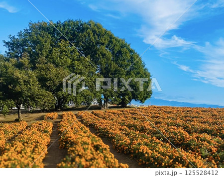 天を見上げるオレンジ 125528412