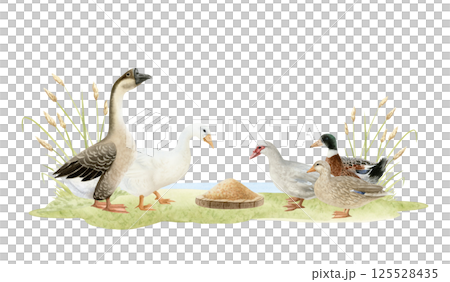 Hand drawn geese and ducks feeding on grass horizontal watercolor illustration isolated on white. Poultry yard waterfowl birds in hand drawn realistic style. Summer farm clipart in brown green 125528435