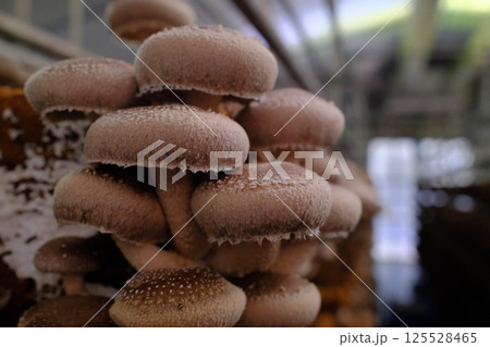 傘のような形のシイタケが可愛い 125528465