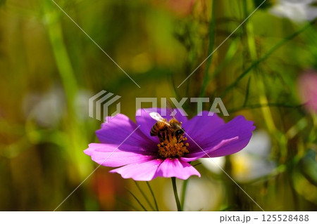 コスモスの蜜を吸うミツバチ 125528488